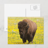 Bizon in geel briefkaart (Voorkant / Achterkant)