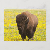 Bizon in geel briefkaart (Voorkant)