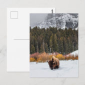 Bizon in het besneeuwde Yellowstone National Park  Briefkaart (Voorkant / Achterkant)