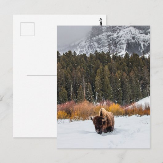Bizon in het besneeuwde Yellowstone National Park Briefkaart (Voorkant / Achterkant)