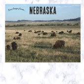 Bizon in Nebraska Briefkaart