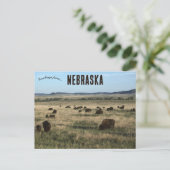 Bizon in Nebraska Briefkaart (Staand voorkant)