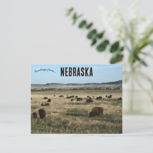 Bizon in Nebraska Briefkaart (Staand voorkant)