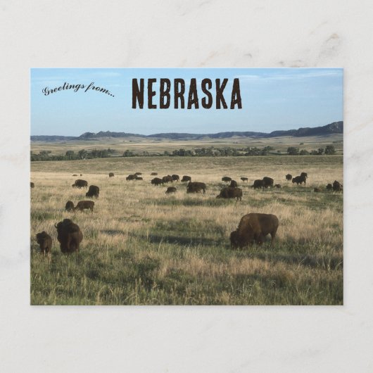 Bizon in Nebraska Briefkaart (Voorkant)