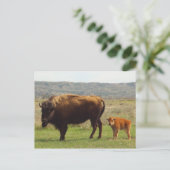Bizon in Noord-Dakota Briefkaart (Staand voorkant)
