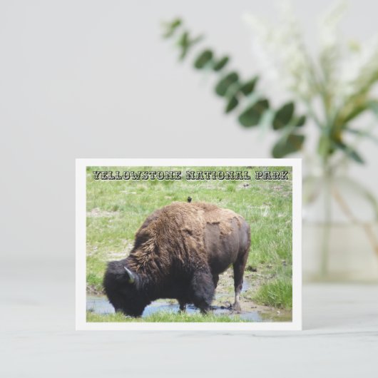Bizon in Yellowstone Briefkaart (Staand voorkant)