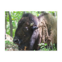 Bizon, Lone Elk Park, St. Louis, Missouri