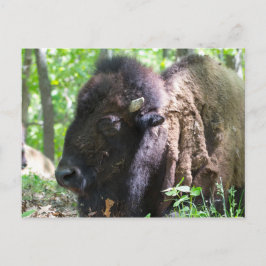 Bizon, Lone Elk Park, St. Louis, Missouri Briefkaart