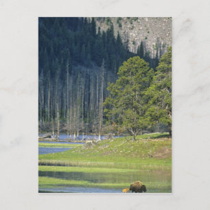 Bizon met kalf in Yellowstone National Park Briefkaart