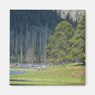 Bizon met kalf in Yellowstone National Park Magneet