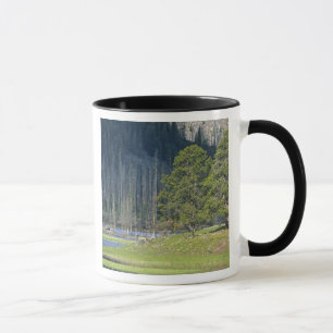Bizon met kalf in Yellowstone National Park Mok