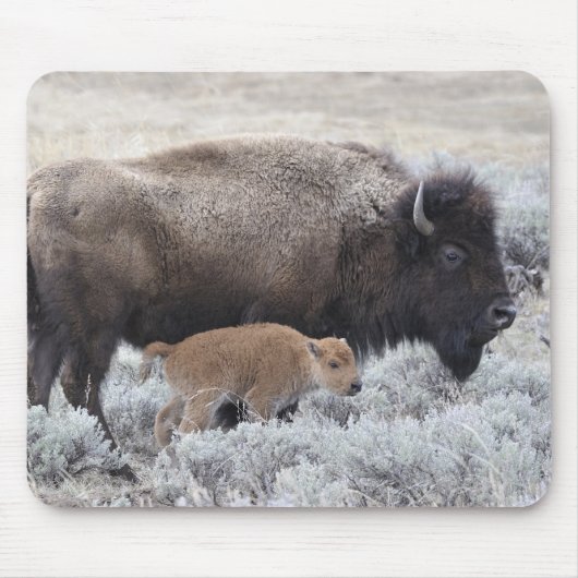 Bizon met kalf, Yellowstone Muismat (Voorkant)