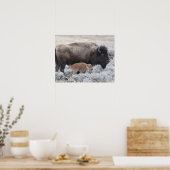 Bizon met kalf, Yellowstone Poster (Keuken)
