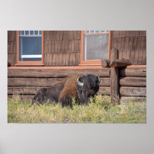 Bizon, Old Faithful Inn, Yellowstone National Park Poster