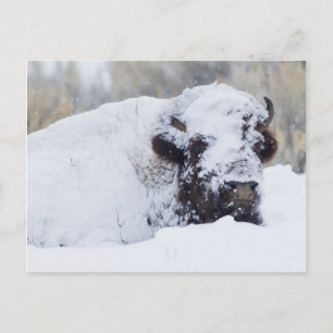 Bizon stier, winterjas briefkaart