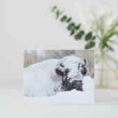Bizon stier, winterjas briefkaart (Staand voorkant)
