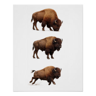 Bizon Wildlife Muur Kunst Poster