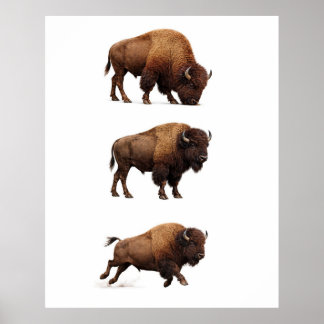 Bizon-wildlife-muurkunstposter Poster