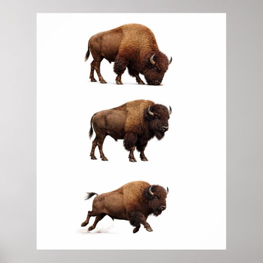Bizon-wildlife-muurkunstposter Poster (Voorkant)