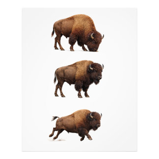 Bizon Wildlife Wandkunst Poster