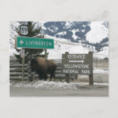 Bizon, Yellowstone-ingang, Gardiner, MT Briefkaart (Voorkant)
