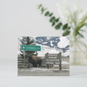 Bizon, Yellowstone-ingang, Gardiner, MT Briefkaart (Staand voorkant)