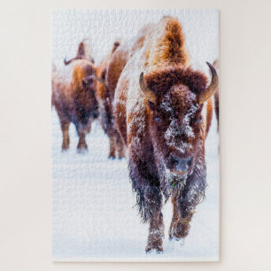 Bizon Yellowstone Wyoming. Legpuzzel