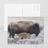 Bizonkoe en Kalf, Yellowstone Briefkaart (Voorkant / Achterkant)