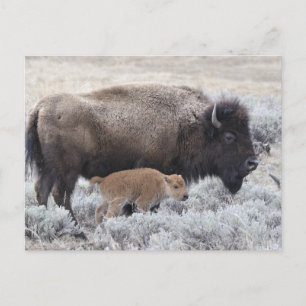 Bizonkoe en Kalf, Yellowstone Briefkaart