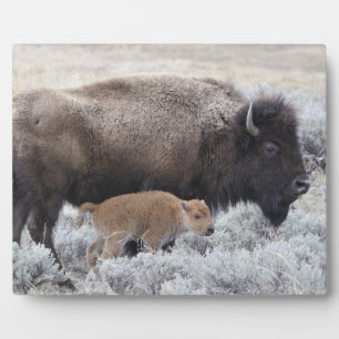 Bizonkoe en kalf, Yellowstone Fotoplaat
