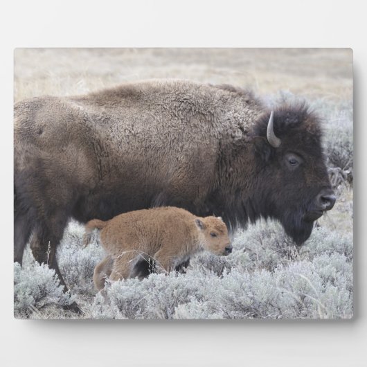 Bizonkoe en kalf, Yellowstone Fotoplaat (Voorkant)