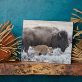 Bizonkoe en kalf, Yellowstone Fotoplaat (Zijkant)