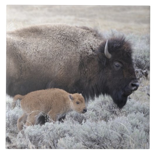 Bizonkoe en kalf, Yellowstone Tegeltje (Voorkant)
