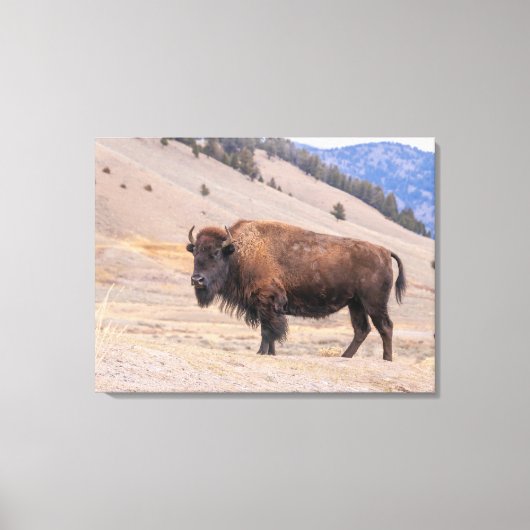 Bizons Amerikaanse Wilde Natuur Canvas Afdruk (Voorkant)