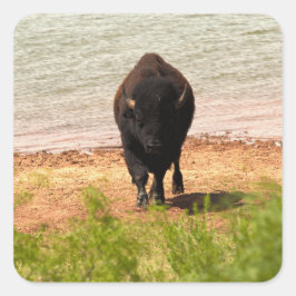 Bizons bij het water vierkante sticker
