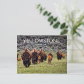 Bizons Buffels Nationaal Park Yellowstone Briefkaart (Staand voorkant)