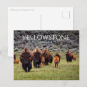 Bizons Buffels Nationaal Park Yellowstone Briefkaart (Voorkant / Achterkant)