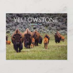 Bizons Buffels Nationaal Park Yellowstone Briefkaart