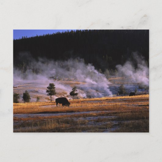 Bizons grazen in het Upper Geyser Basin Briefkaart (Voorkant)