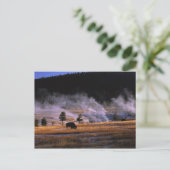 Bizons grazen in het Upper Geyser Basin Briefkaart (Staand voorkant)