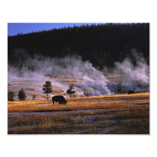 Bizons grazen in het Upper Geyser Basin Foto Afdruk (Voorkant)
