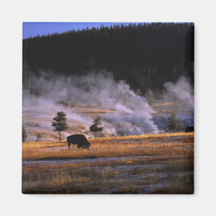 Bizons grazen in het Upper Geyser Basin Magneet