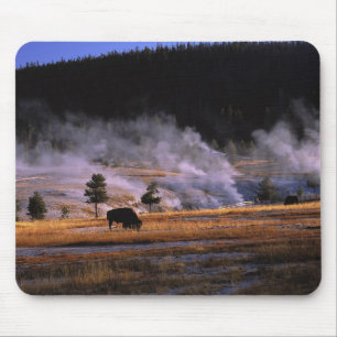 Bizons grazen in het Upper Geyser Basin Muismat