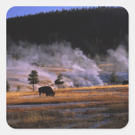 Bizons grazen in het Upper Geyser Basin Vierkante Sticker (Voorkant)