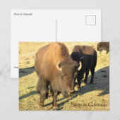 Bizons in Colorado Briefkaart (Voorkant / Achterkant)