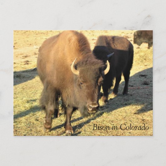 Bizons in Colorado Briefkaart (Voorkant)
