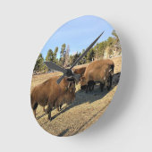 Bizons in Colorado Ronde Klok (Hoek)