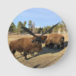 Bizons in Colorado Ronde Klok
