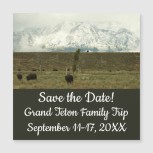 Bizons in Grand Teton National Park Fotografie