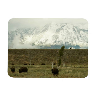 Bizons in Grand Teton National Park Fotografie Magneet